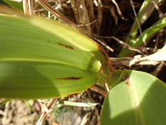Phormium cookianum hookeri