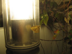 Drapetodes mitaria