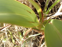 Phormium cookianum hookeri