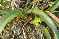 Phormium cookianum hookeri