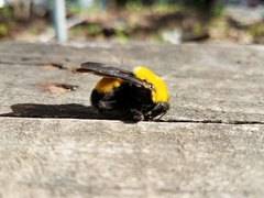 Bombus morrisoni