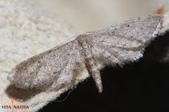 Idaea longaria