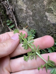 Galium mollugo