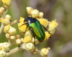 Leucocelis haemorrhoidalis