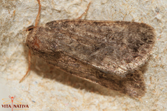 Caradrina germainii