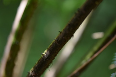 Alsophila setosa
