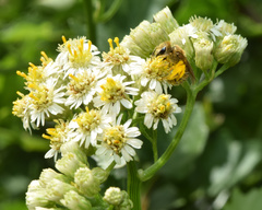 Microglossa mespilifolia