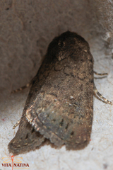 Caradrina germainii