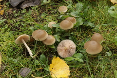 Entoloma rhodopolium