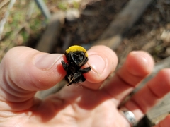 Bombus morrisoni