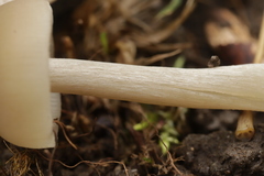 Entoloma rhodopolium