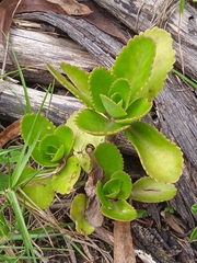Kalanchoe fedtschenkoi