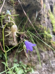 Campanula rotundifolia