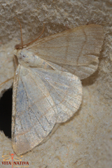 Adactylotis gesticularia