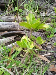 Kalanchoe fedtschenkoi