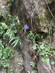 Campanula rotundifolia