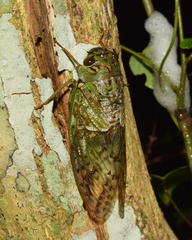 Dyticopycna semiclara