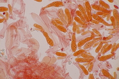 Entoloma rhodopolium