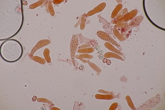 Entoloma rhodopolium