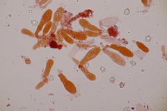 Entoloma rhodopolium