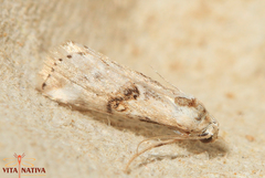 Zebeeba falsalis