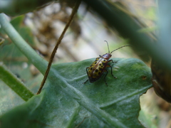 Isotes multipunctata