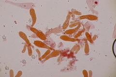 Entoloma rhodopolium