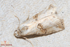 Zebeeba falsalis