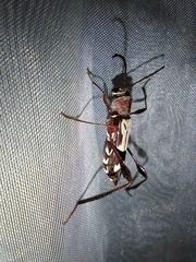 Euryscelis suturalis