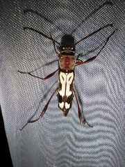 Euryscelis suturalis