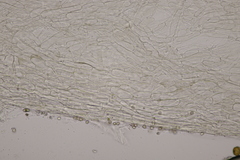 Entoloma rhodopolium