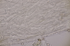 Entoloma rhodopolium