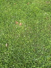 Bellis perennis