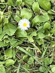 Bellis perennis