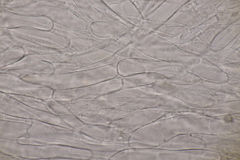 Entoloma rhodopolium