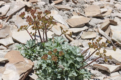 Cymopterus rosei
