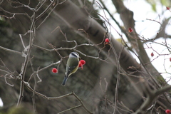 Cyanistes caeruleus