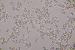 Entoloma rhodopolium