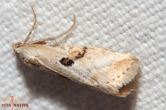 Zebeeba falsalis