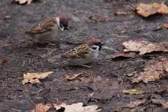 Passer montanus