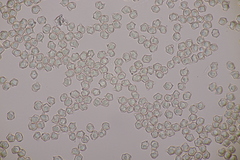 Entoloma rhodopolium