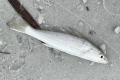Menticirrhus