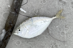 Chloroscombrus chrysurus