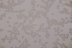 Entoloma rhodopolium