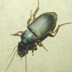 Harpalus