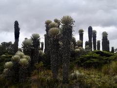 Espeletia hartwegiana