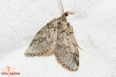 Tephronia lhommaria