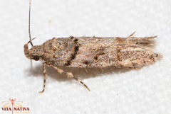Teleiopsis diffinis