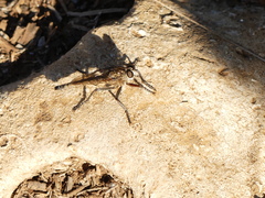 Etrurus emarginatus