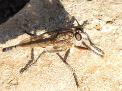 Etrurus emarginatus